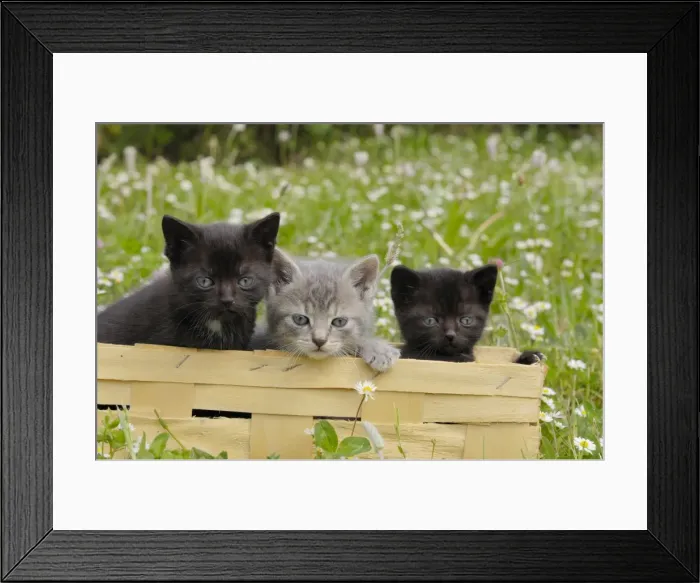 Framed Print : Cat - Kittens in box Framed Print : Cat - Kittens in box
