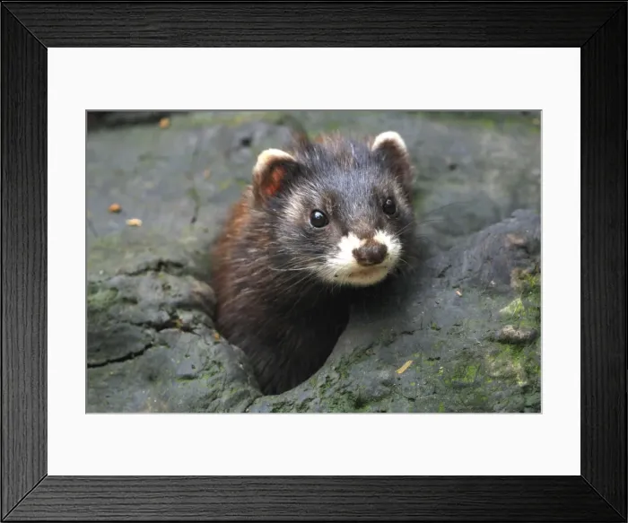 Framed Print : Polecat, Germany Framed Print : Polecat, Germany