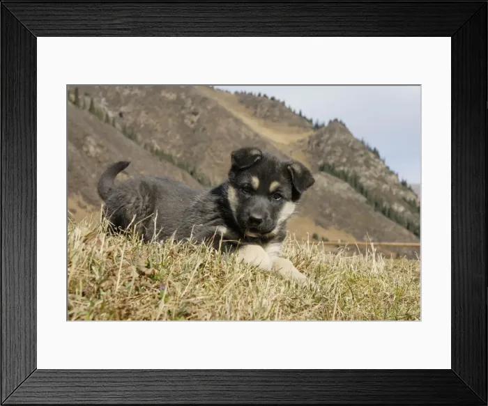 Framed Print : Young dog, Tienschan, Kazakhstan Framed Print : Young dog, Tienschan, Kazakhstan