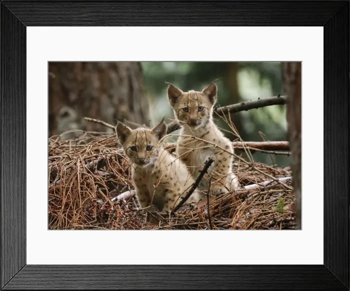 Framed Print : European Lynx - kitten, Germany Framed Print : European Lynx - kitten, Germany
