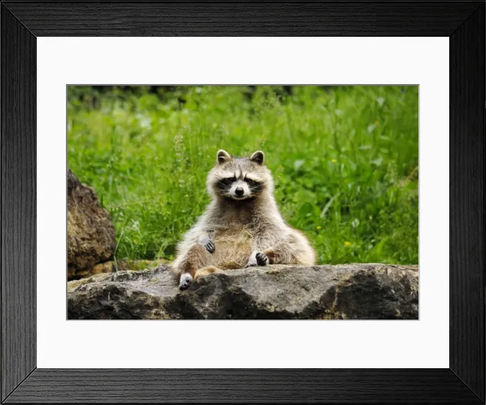 Framed Print : Racoon, Germany Framed Print : Racoon, Germany