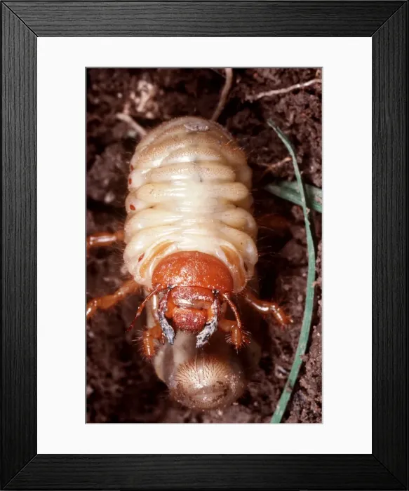 Framed Print : Cockchafer Larva UK Framed Print : Cockchafer Larva UK