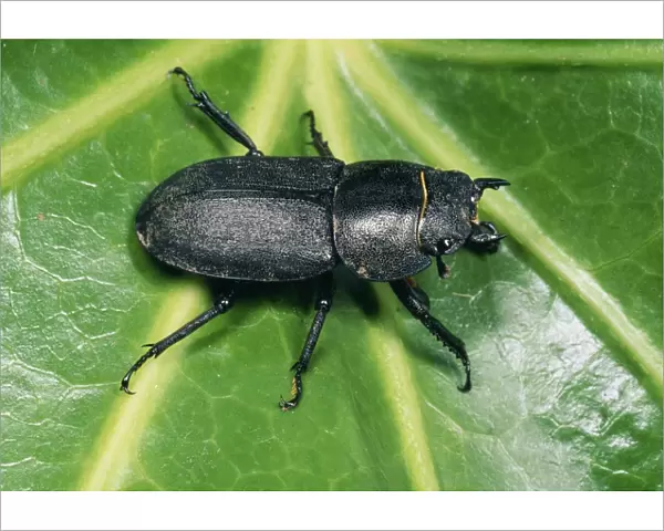 Lesser Stag Beetle UK