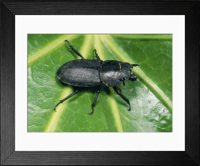 Framed Print : Lesser Stag Beetle UK Framed Print : Lesser Stag Beetle UK