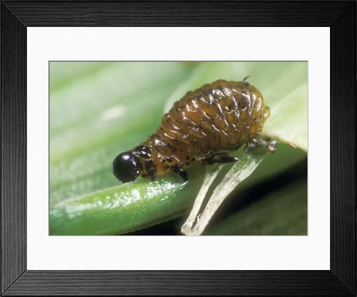 Framed Print : Lily Beetle Larva Crawling over leaf, UK