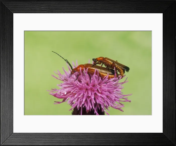 Framed Print : Soldier Beetle Mating pair on thistle, UK