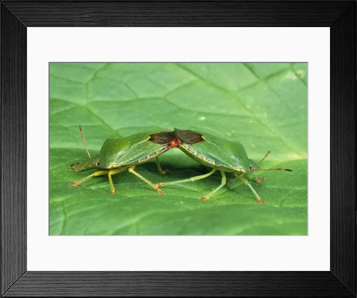 Framed Print : Green Sheild / Green stink Bug - pair mating UK Framed Print : Green Sheild / Green stink Bug - pair mating UK