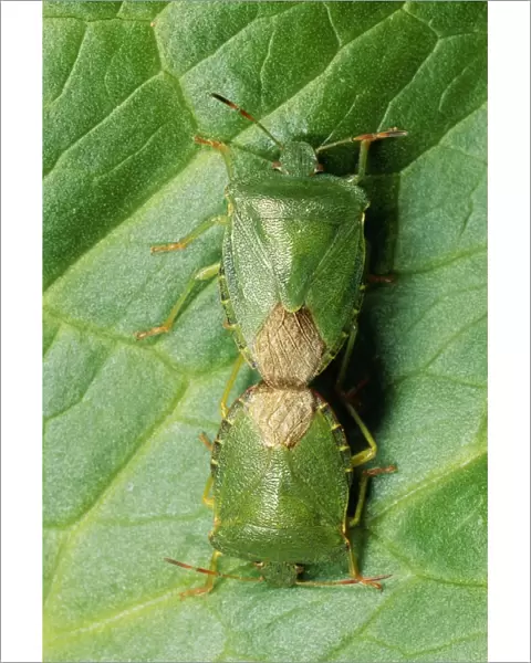 Shield Bug Pair mating, UK
