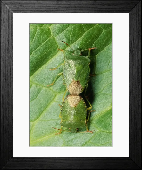 Framed Print : Shield Bug Pair mating, UK Framed Print : Shield Bug Pair mating, UK