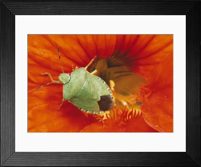 Framed Print : Common Shield Bug UK