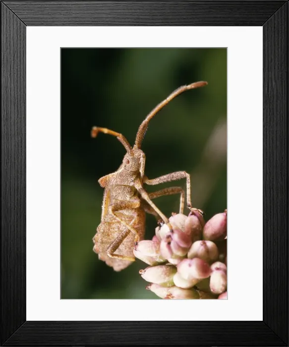Framed Print : Common Shield Bug Nymph, UK Framed Print : Common Shield Bug Nymph, UK