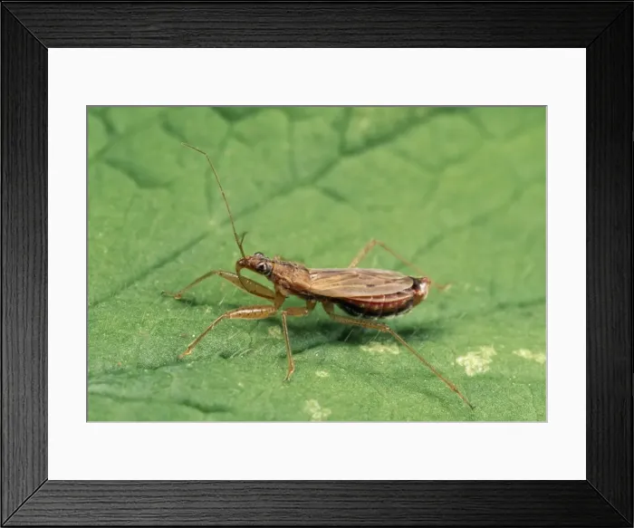 Framed Print : Common Damsel Bug UK Framed Print : Common Damsel Bug UK