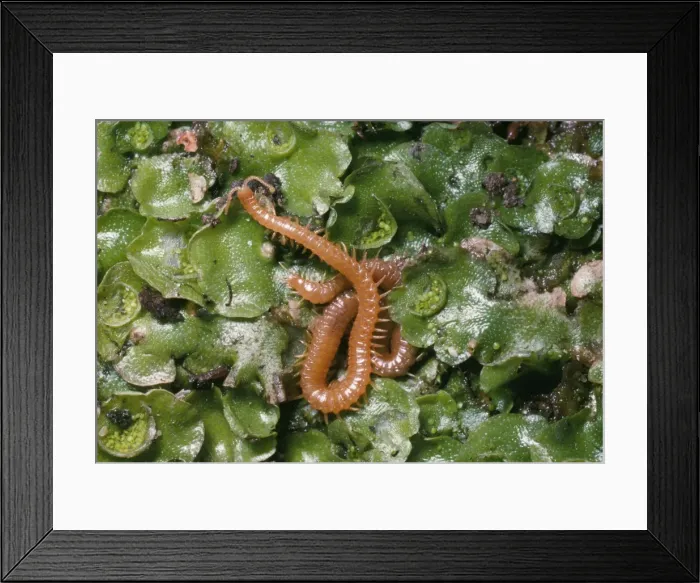 Framed Print : Centipede UK Framed Print : Centipede UK