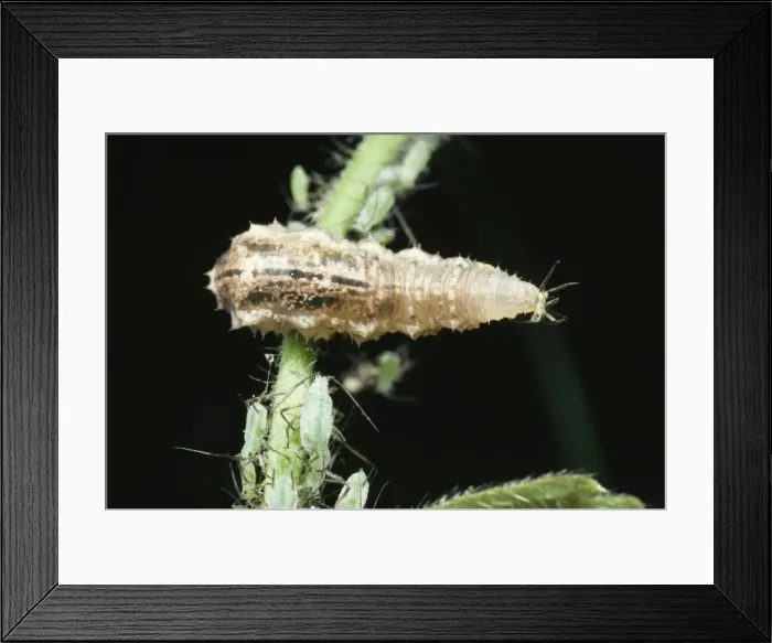 Framed Print : Hoverfly Larva Feeding on aphid, UK. Fam:Syrphidae Framed Print : Hoverfly Larva Feeding on aphid, UK. Fam:Syrphidae