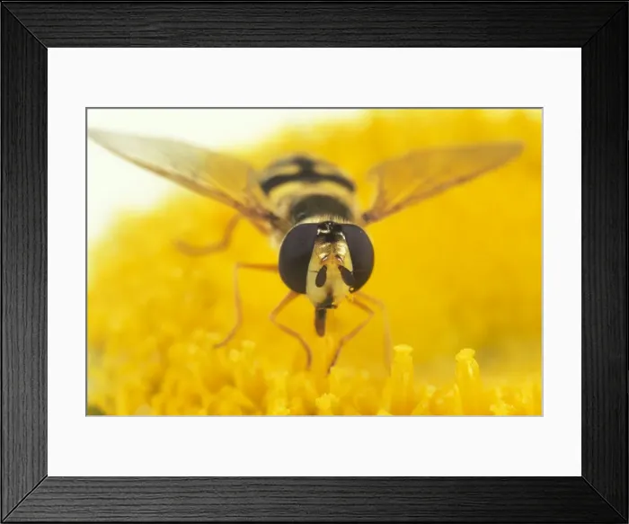 Framed Print : Hoverfly Large compound eyes, UK. Fam: Syrphidae Framed Print : Hoverfly Large compound eyes, UK. Fam: Syrphidae