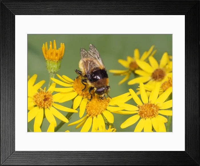 Framed Print : Narcissus Fly - Bee mimic on Ragwort UK Framed Print : Narcissus Fly - Bee mimic on Ragwort UK