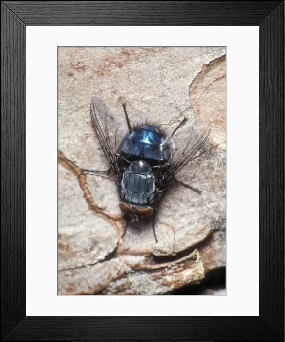 Framed Print : Tachinid Fly UK. Fam:Tachinidae Framed Print : Tachinid Fly UK. Fam:Tachinidae