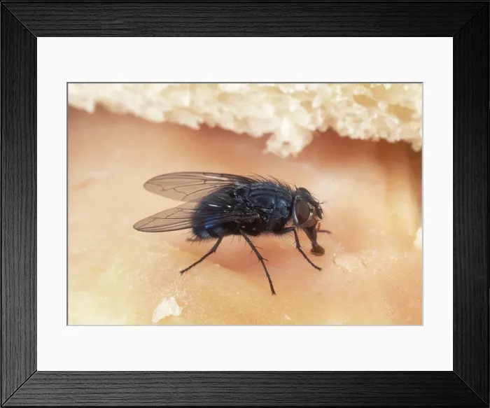 Framed Print : Bluebottle Fly On ham sandwich, UK Framed Print : Bluebottle Fly On ham sandwich, UK