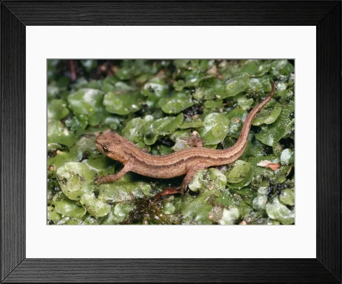 Framed Print : Smooth / Common Newt - young on liveworts UK Framed Print : Smooth / Common Newt - young on liveworts UK