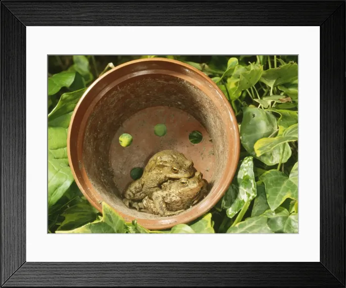Framed Print : Common Toads - Mating pair in flower pot, UK
