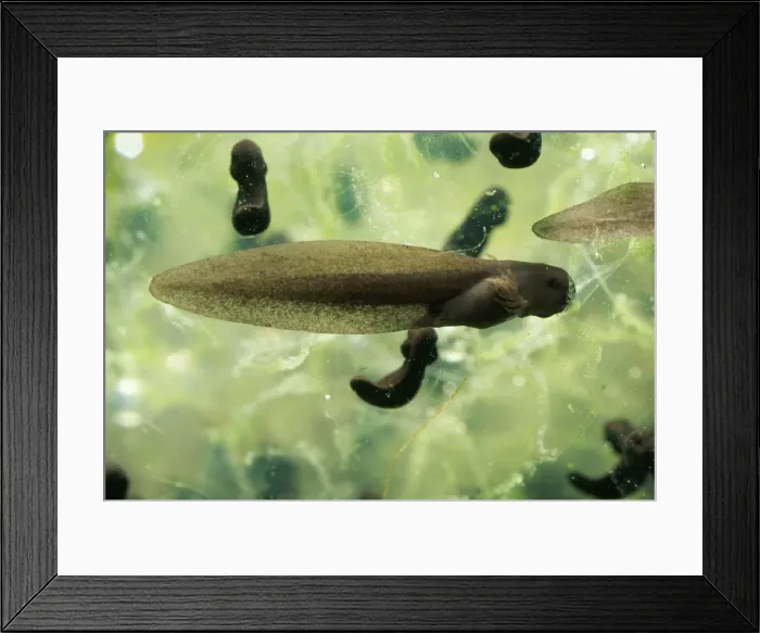 Framed Print : Frog Tadpole - recently hatched UK Framed Print : Frog Tadpole - recently hatched UK