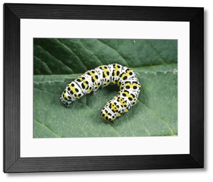 Framed Print : Mullen Moth - Caterpillar UK Framed Print : Mullen Moth - Caterpillar UK