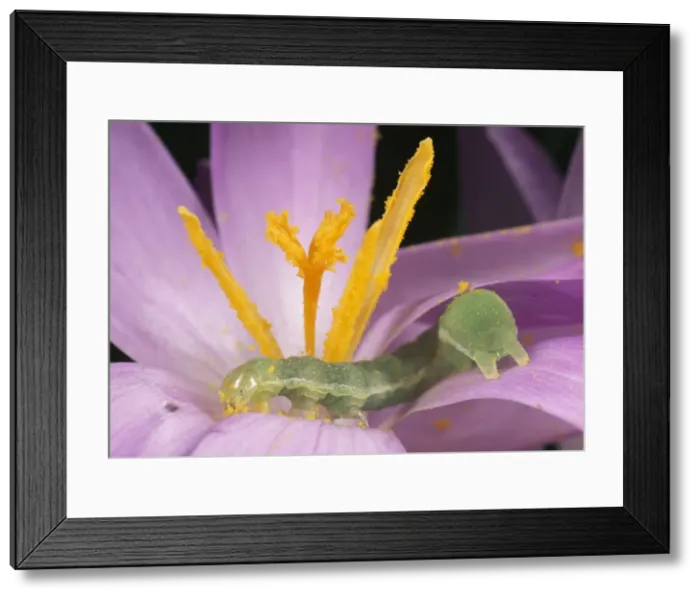 Framed Print : Caterpillar of Noctuid Moth - feeding on pollen UK Framed Print : Caterpillar of Noctuid Moth - feeding on pollen UK