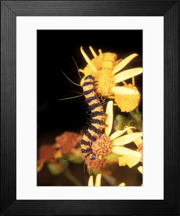 Framed Print : Cinnabar Moth Larva UK Framed Print : Cinnabar Moth Larva UK