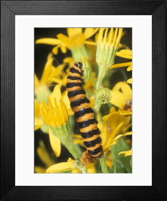Framed Print : Cinnabar Moth Larva UK