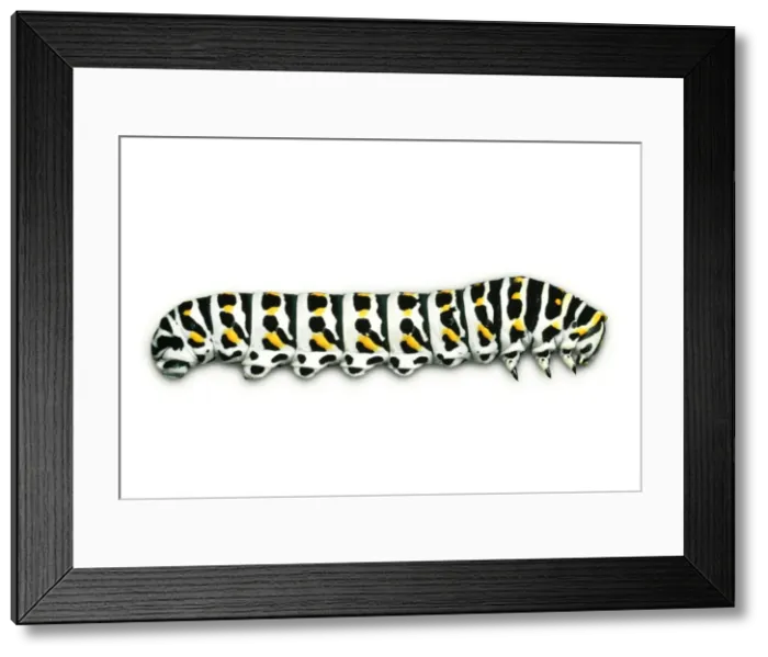 Framed Print : Swallowtail Butterfly - larvae Framed Print : Swallowtail Butterfly - larvae