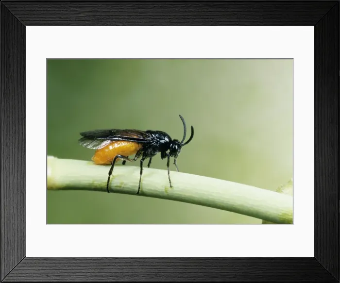 Framed Print : Sawfly Female laying eggs in rose stem, UK Framed Print : Sawfly Female laying eggs in rose stem, UK