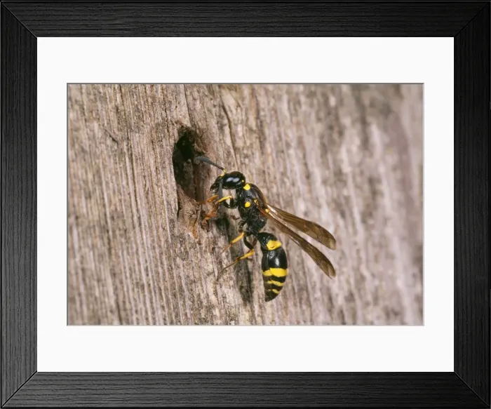 Framed Print : Mason Wasp - inspecting nest site Fam: Eumenidae UK Framed Print : Mason Wasp - inspecting nest site Fam: Eumenidae UK