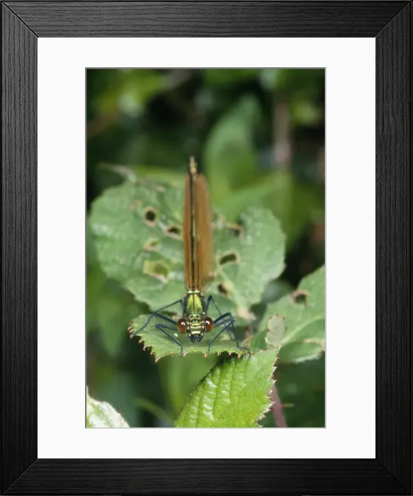 Framed Print : Green Damselfly UK Framed Print : Green Damselfly UK