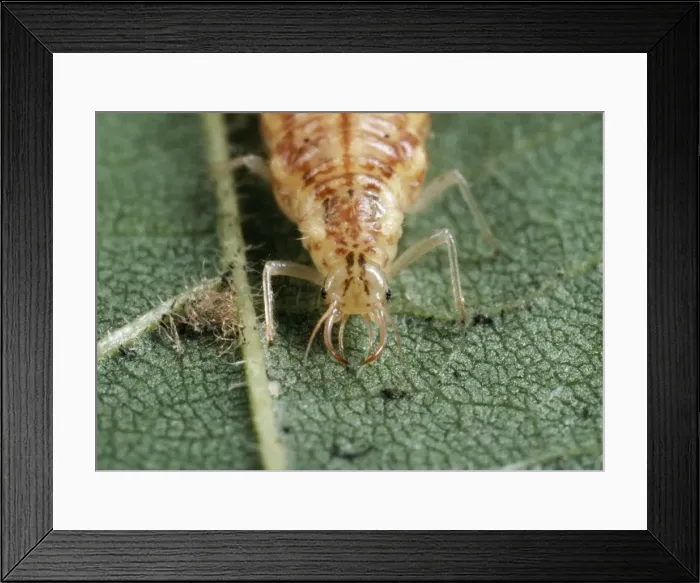 Framed Print : Lacewing Larva - piercing mouthparts UK Framed Print : Lacewing Larva - piercing mouthparts UK