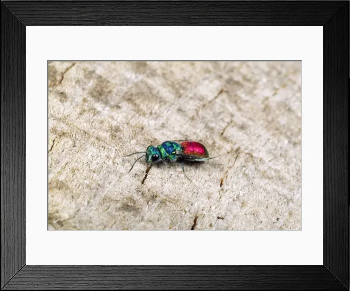 Framed Print : Ruby-tailed Wasp UK Framed Print : Ruby-tailed Wasp UK