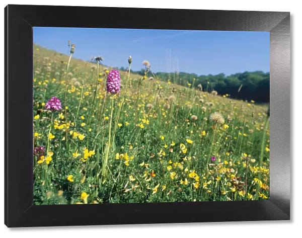 Rich Chalk Grassland - with flowers including Orchids & Trefoil Oxon, UK
