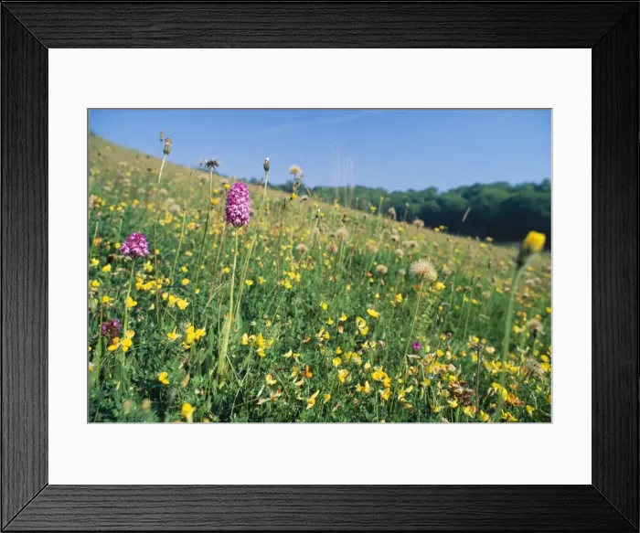 Framed Print : Rich Chalk Grassland - with flowers including Orchids & Trefoil Oxon, UK Framed Print : Rich Chalk Grassland - with flowers including Orchids & Trefoil Oxon, UK