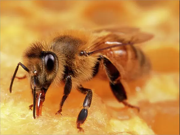 Honey Bee Worker tending honeycomb, UK
