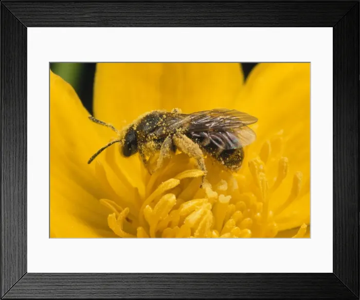 Framed Print : Bee - collecting pollen from Marsh Marigold UK Framed Print : Bee - collecting pollen from Marsh Marigold UK