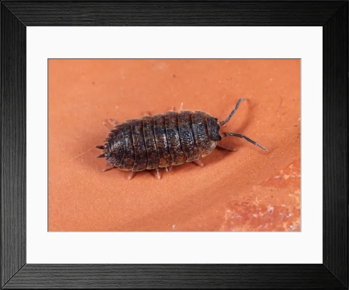 Framed Print : Rough Woodlouse Red mottled variety, UK Framed Print : Rough Woodlouse Red mottled variety, UK