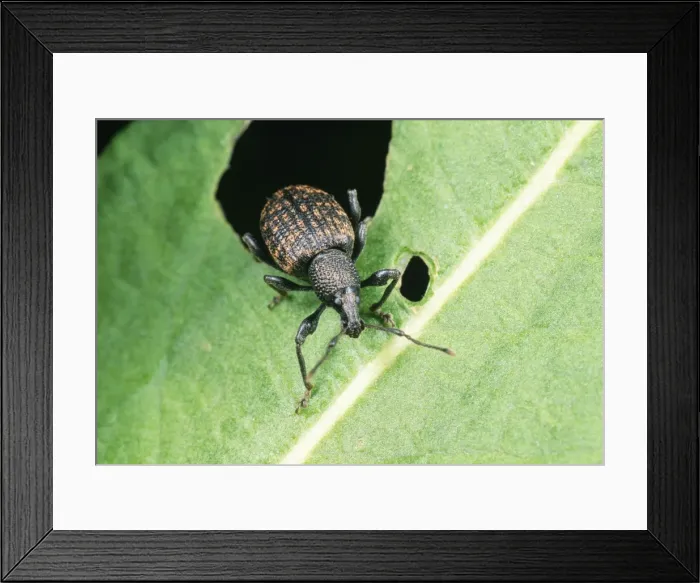 Framed Print : Vine Weevil - adult Framed Print : Vine Weevil - adult