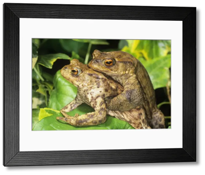 Framed Print : Toads - mating UK Framed Print : Toads - mating UK
