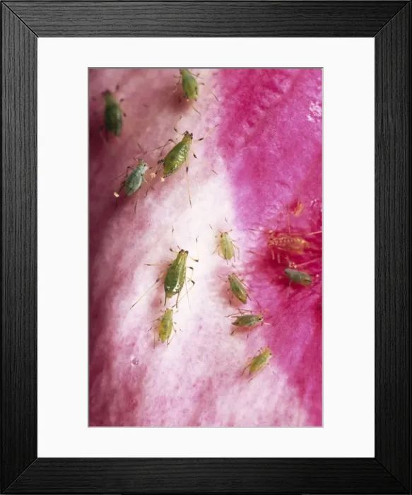 Framed Print : Rose Aphid UK Framed Print : Rose Aphid UK