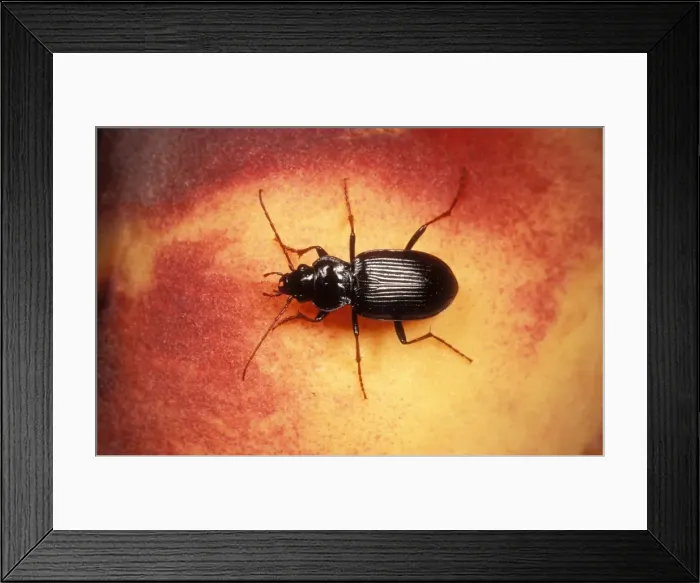 Framed Print : Common Ground Beetle UK Framed Print : Common Ground Beetle UK
