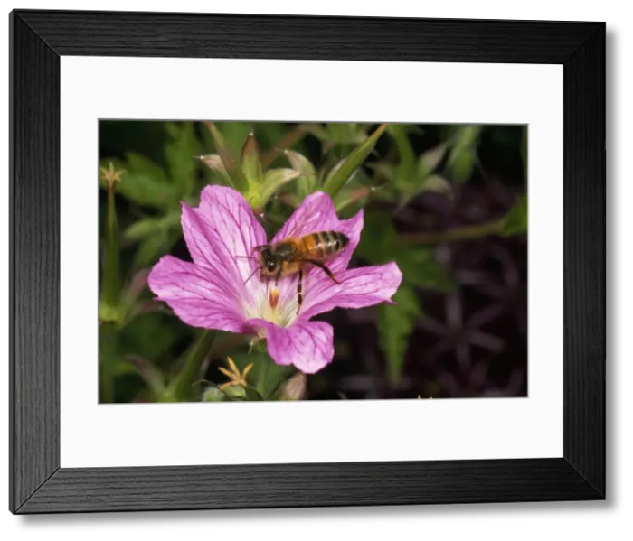 Framed Print : Honey Bee - gathering pollen UK Framed Print : Honey Bee - gathering pollen UK