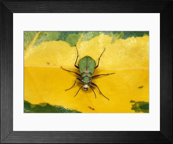 Framed Print : Green Tiger Beetle UK Framed Print : Green Tiger Beetle UK