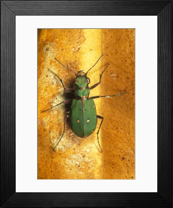 Framed Print : Green Tiger Beetle UK Framed Print : Green Tiger Beetle UK