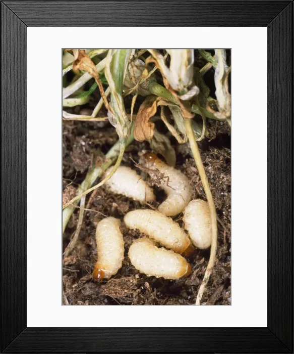 Framed Print : Vine Weevil Larvae Framed Print : Vine Weevil Larvae