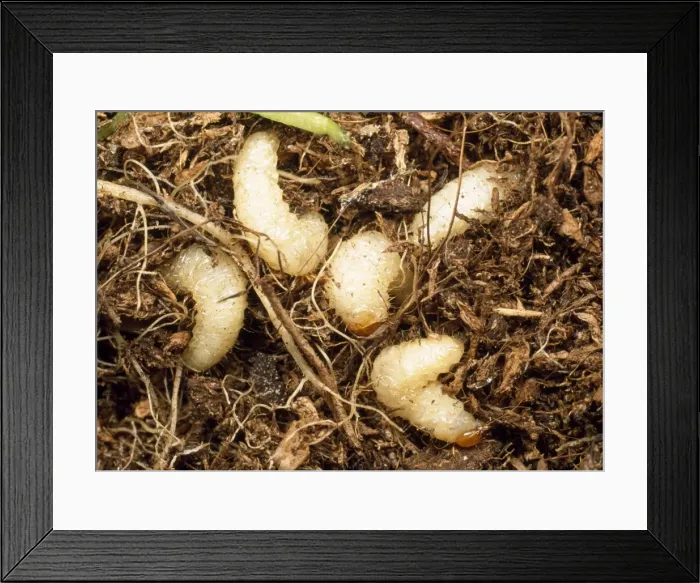 Framed Print : Vine Weevil Larvae Framed Print : Vine Weevil Larvae