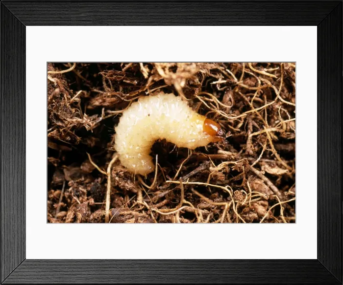Framed Print : Vine Weevil Larva Framed Print : Vine Weevil Larva